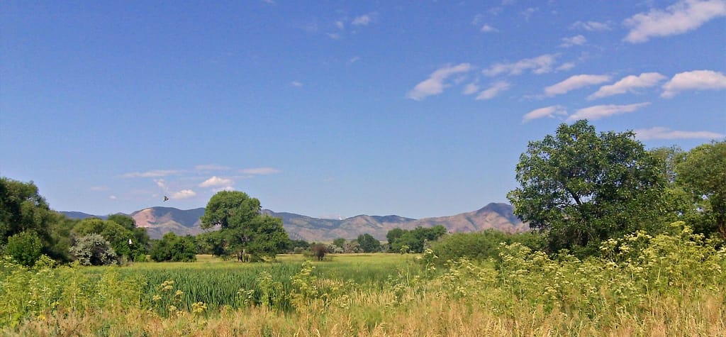 Meadow under blue sky with distant mountains