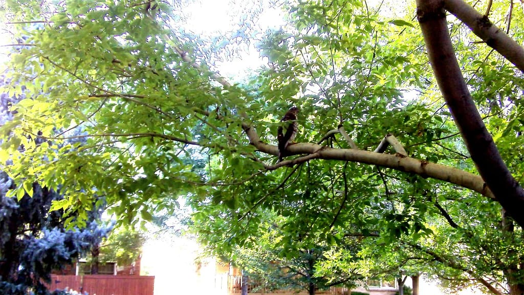 Pigeon perched on leafy tree branch