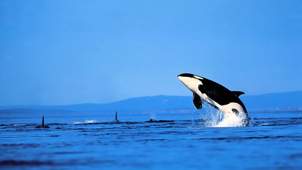 Orca breaching in open ocean