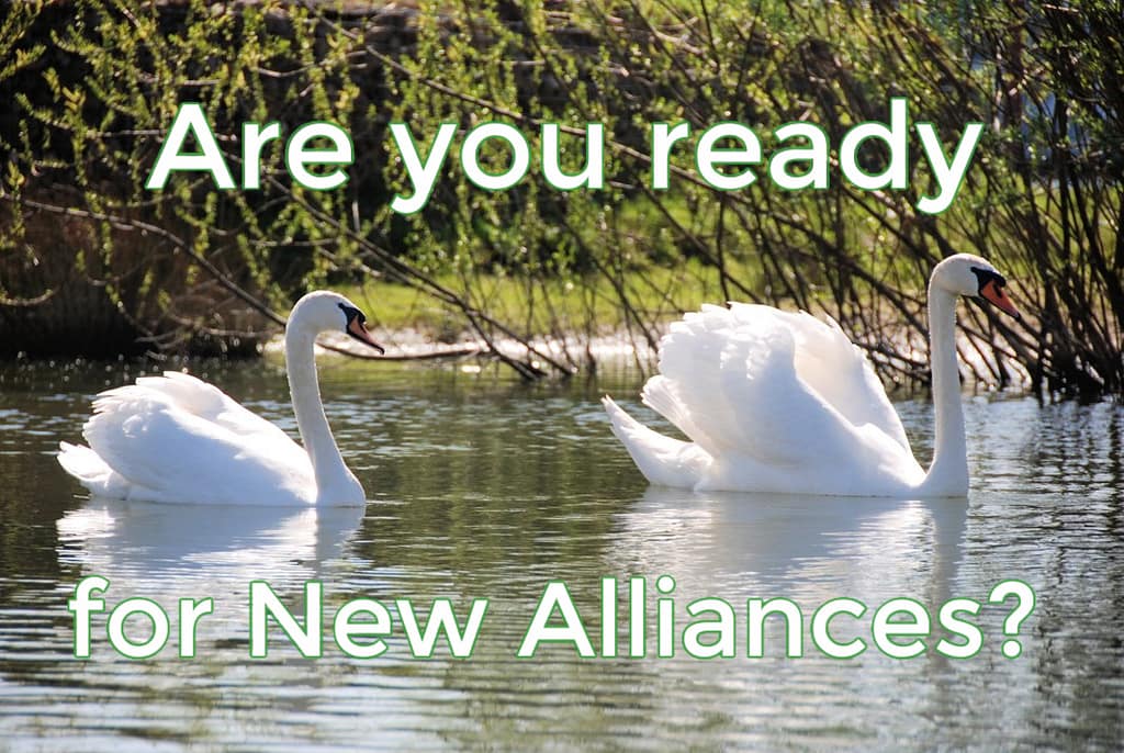 Two white swans on pond with text