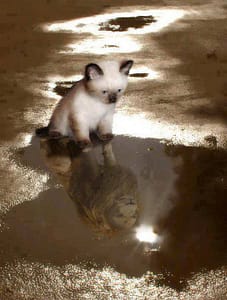 Kitten sees lion reflection in puddle