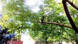 Pigeon perched on leafy tree branch