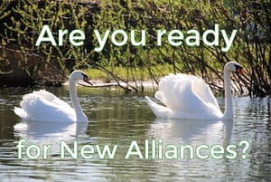 Two white swans on pond with text