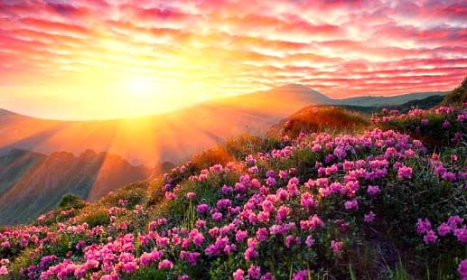 Sunrise over mountain meadow with pink flowers