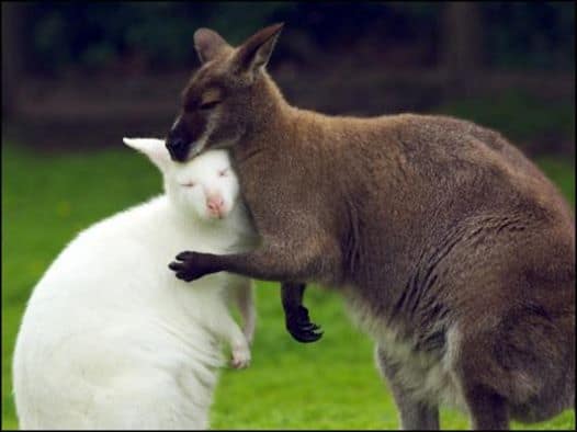 brown kangaroo hugging white wallaby on grass