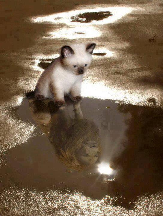 Kitten sees lion reflection in puddle
