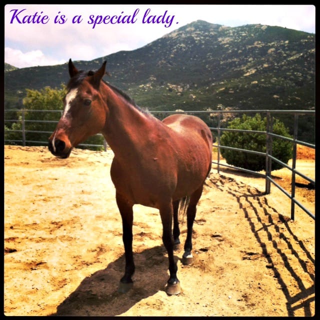 Brown horse in fenced corral with mountains