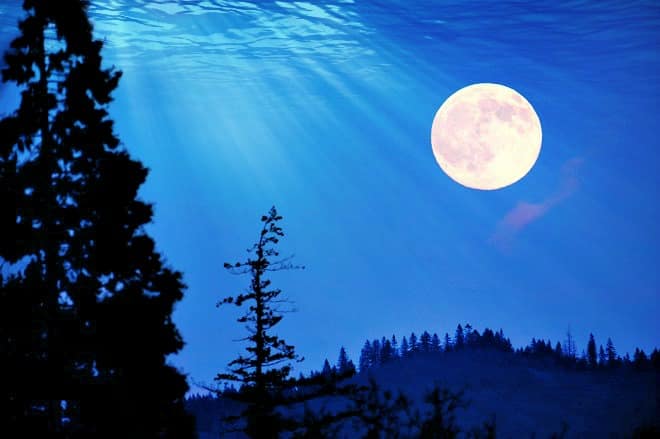 Full moon over silhouetted pine trees at night