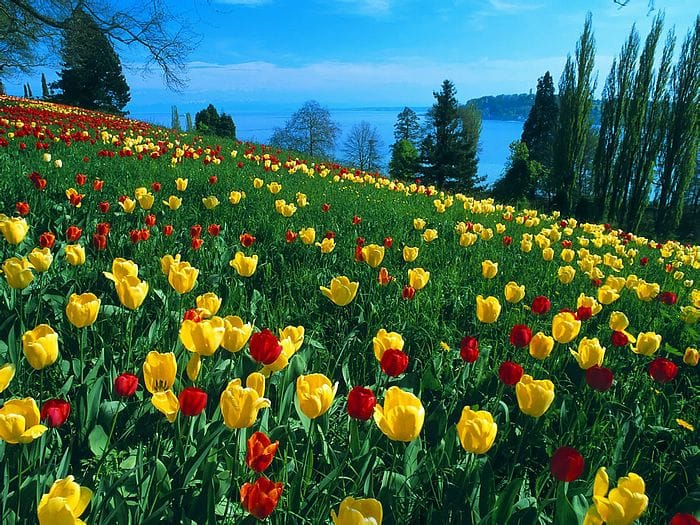 Colorful red and yellow tulip field by lake