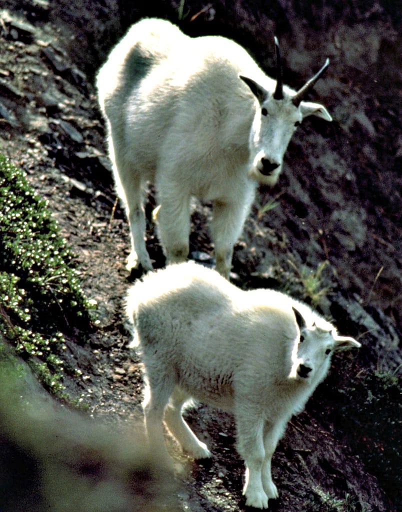 Two mountain goats on a rocky slope